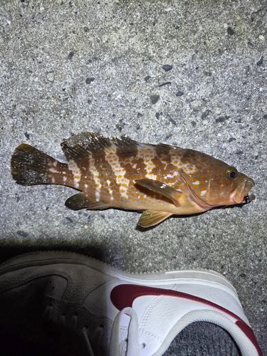 アコウの釣果