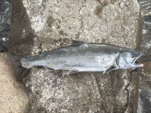 サクラマスの釣果