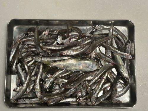カタクチイワシの釣果