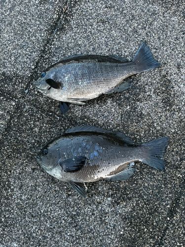 メジナの釣果