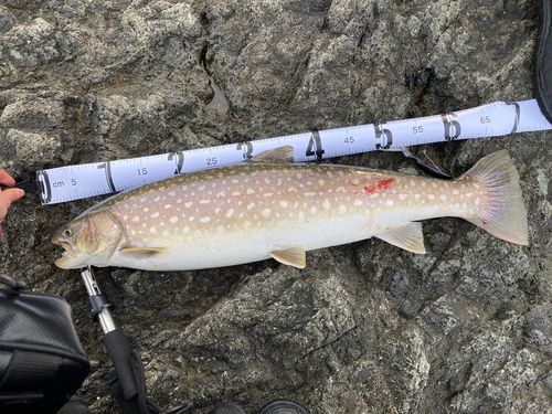 アメマスの釣果