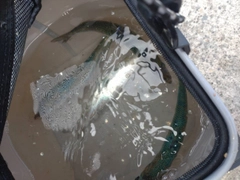マイワシの釣果