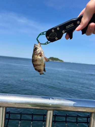 アオメバルの釣果
