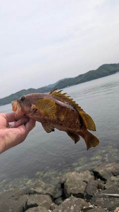 キジハタの釣果