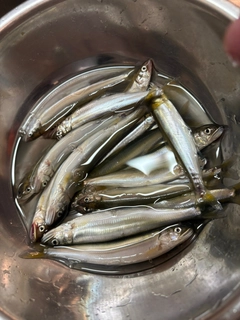 コアユの釣果