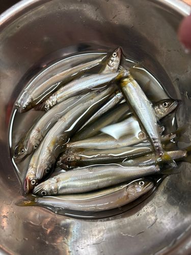 コアユの釣果