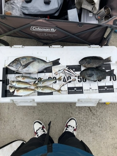 チヌの釣果