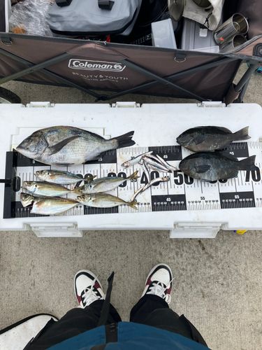 チヌの釣果
