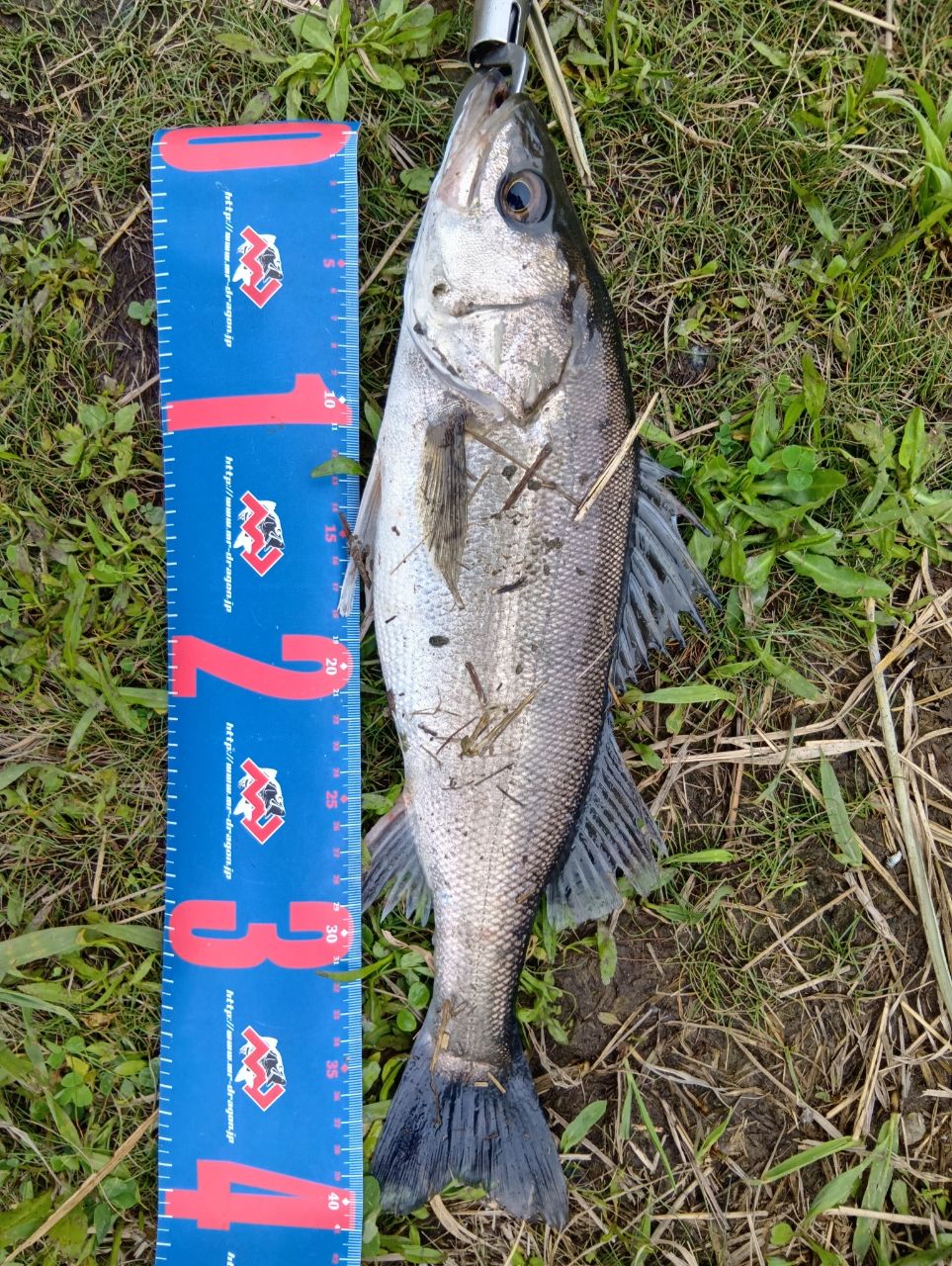 YAMAGA Blanks アーリー・フォーシーバス 97MMHの最安値・インプレ