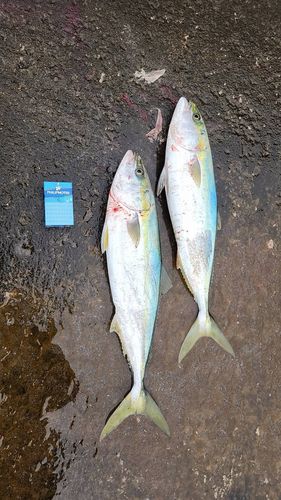 ワラサの釣果