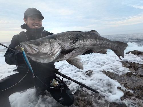ヒラスズキの釣果
