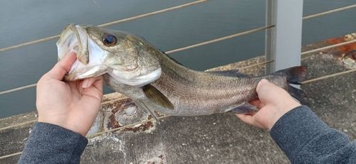 フッコ（マルスズキ）の釣果