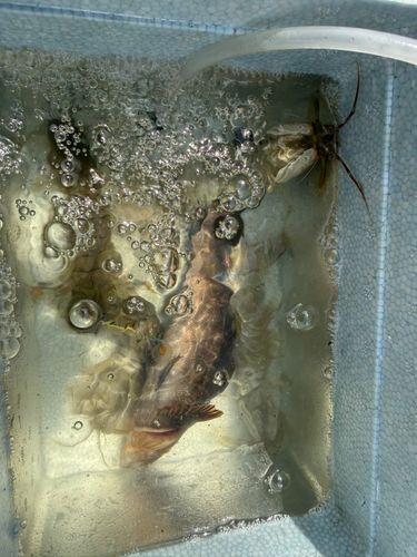 シャコの釣果