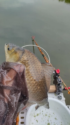 ヘラブナの釣果