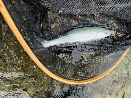 レインボートラウトの釣果