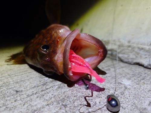 キジハタの釣果