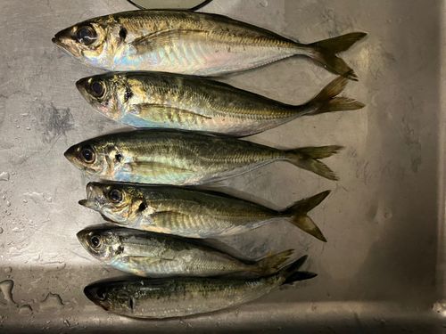 アジの釣果