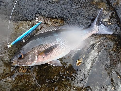 イサキの釣果