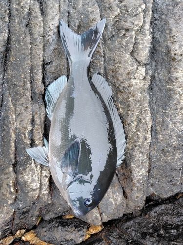 メジナの釣果