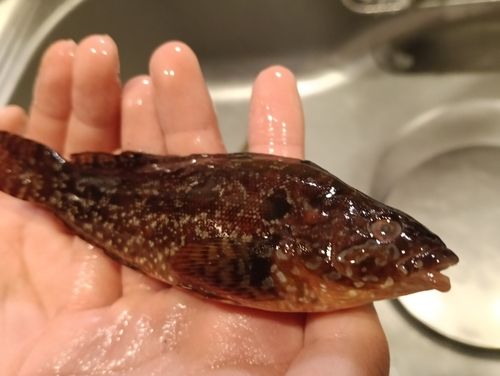 クジメの釣果
