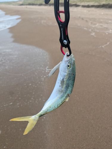 コゾクラの釣果