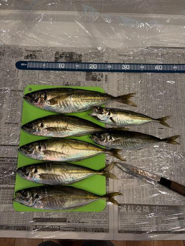 アジの釣果