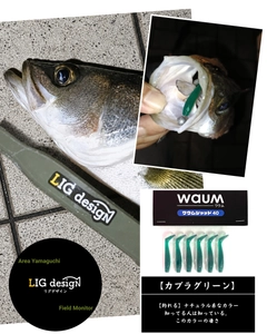フッコ（マルスズキ）の釣果