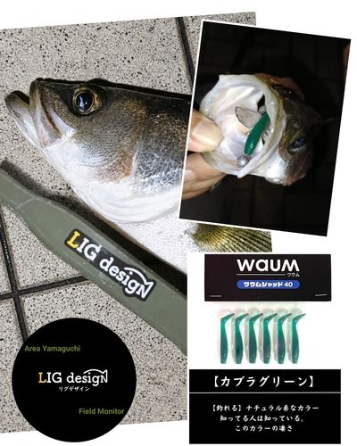 フッコ（マルスズキ）の釣果