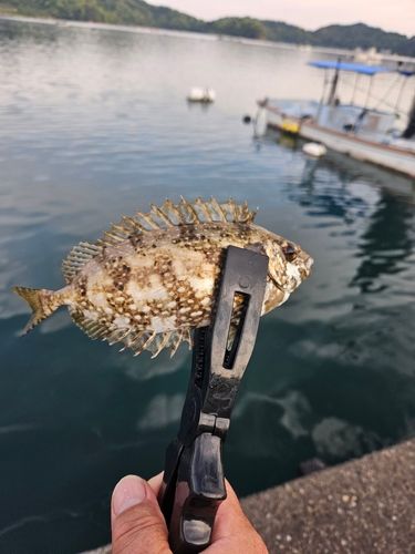アイゴの釣果