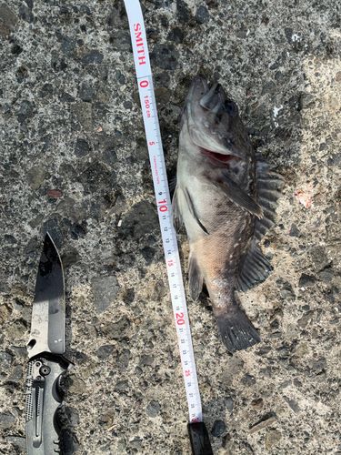 クロソイの釣果