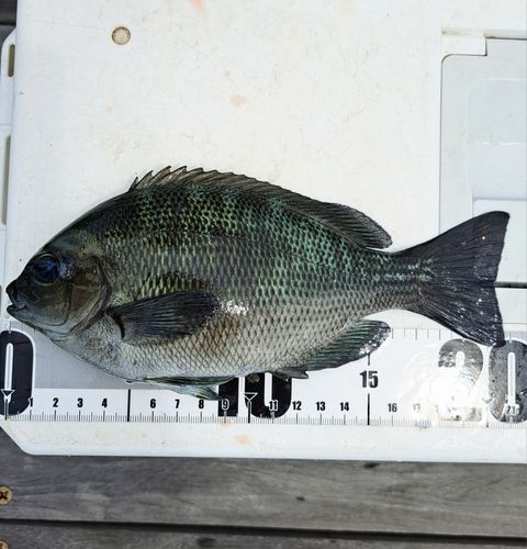 メジナの釣果