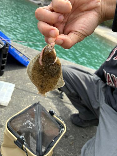 カレイの釣果