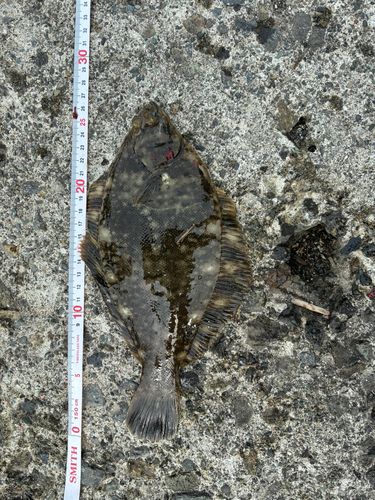 クロガシラガレイの釣果
