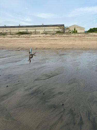 カニの釣果