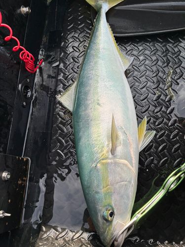 ワラサの釣果