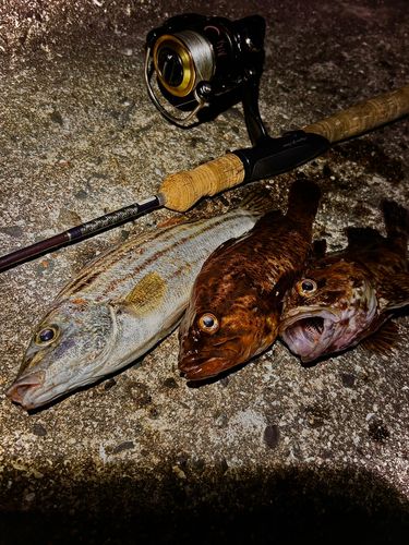 タケノコメバルの釣果