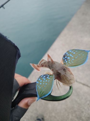 ホウボウの釣果