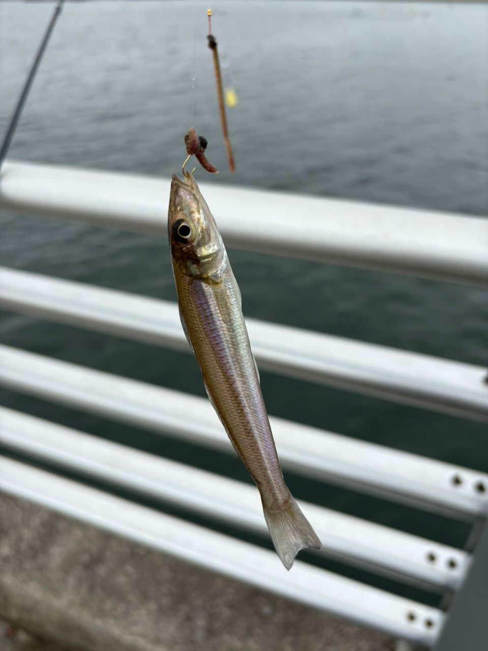 DAIWA 15リバティクラブ 磯風 3号-39・Kの最安値・インプレ・釣果