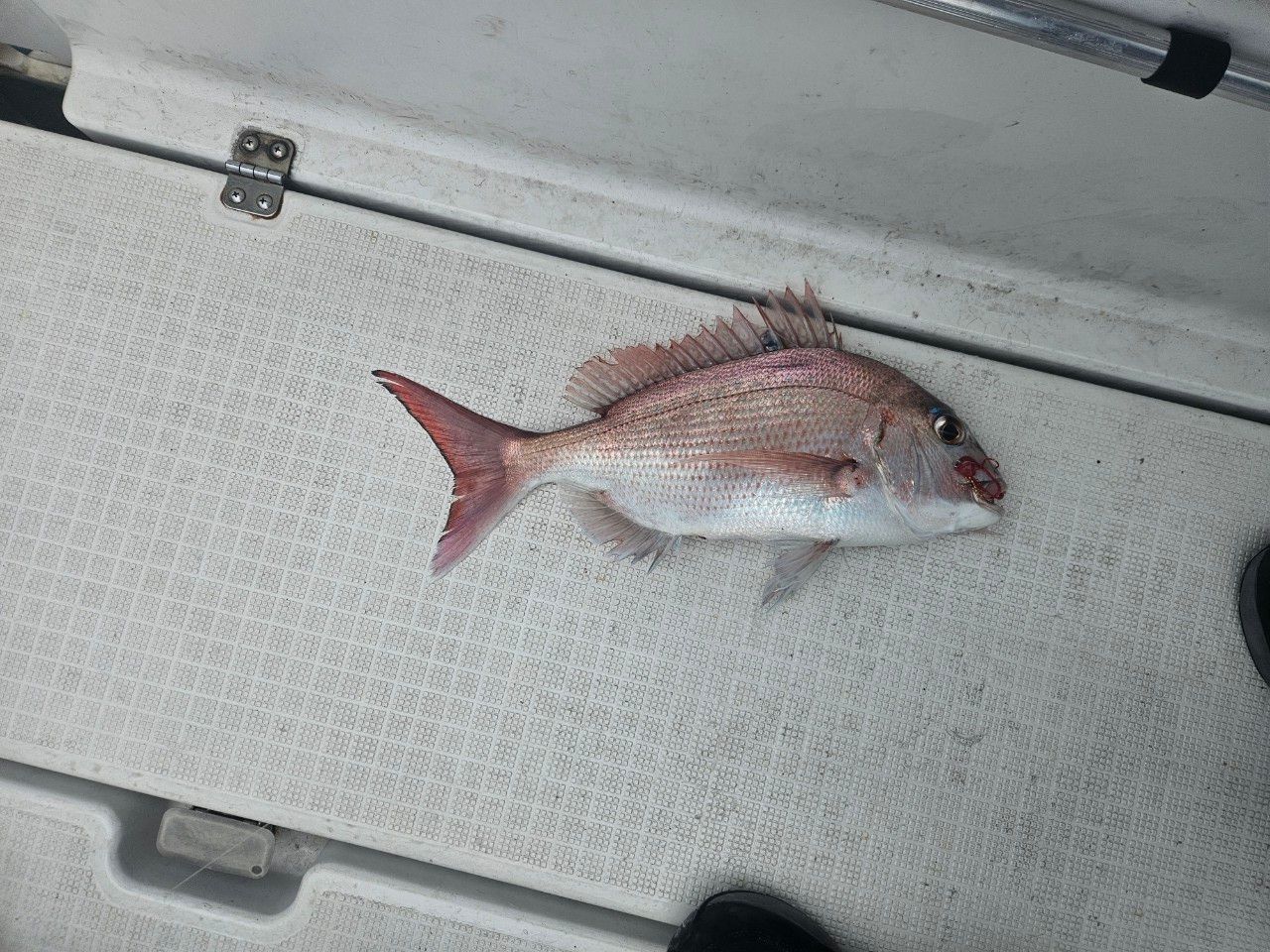 DAIWA 23紅牙 MX N611MLB TG・Wの最安値・インプレ・釣果 | 本音の