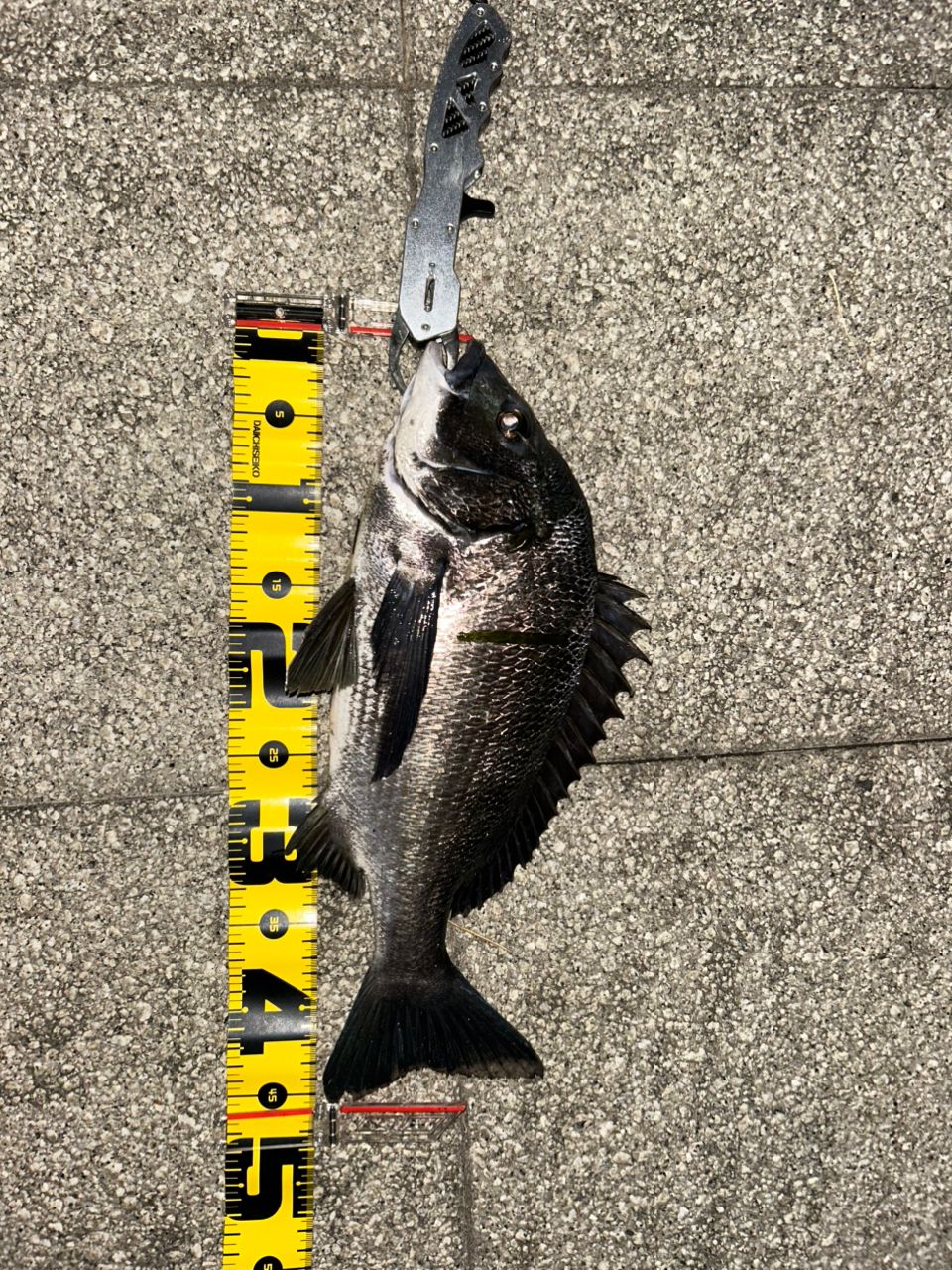 DAIWA 19バリスティック LT3000S-CXHの最安値・インプレ・釣果 | 本音