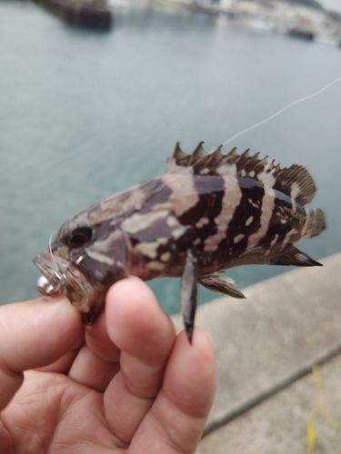 クエの釣果