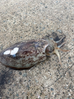コウイカの釣果