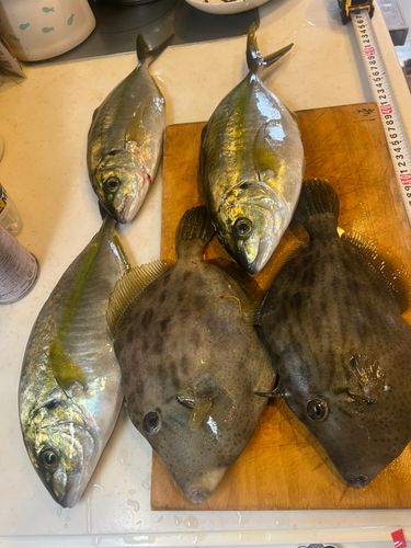 シマアジの釣果