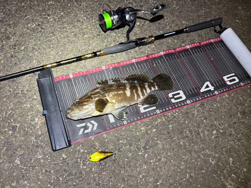 クエの釣果