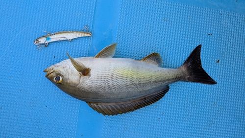 イサキの釣果