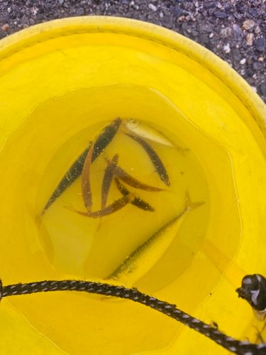 サバの釣果