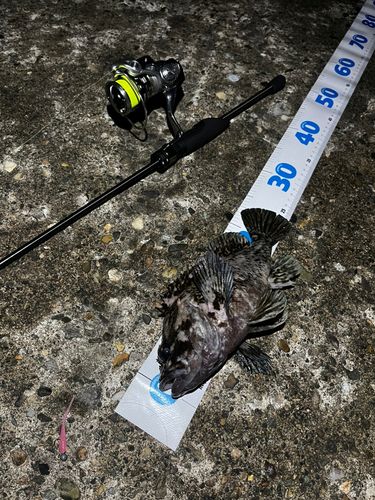 マゾイの釣果
