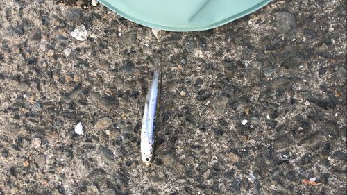 カタクチイワシの釣果