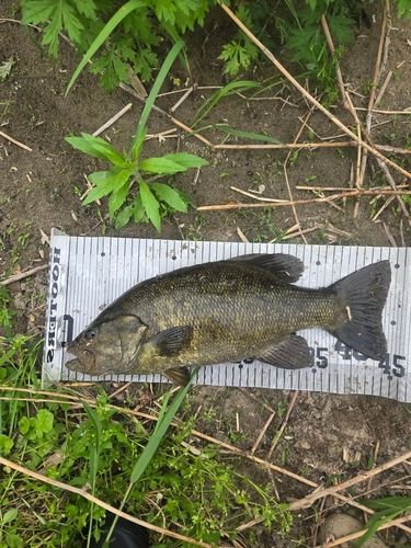 スモールマウスバスの釣果