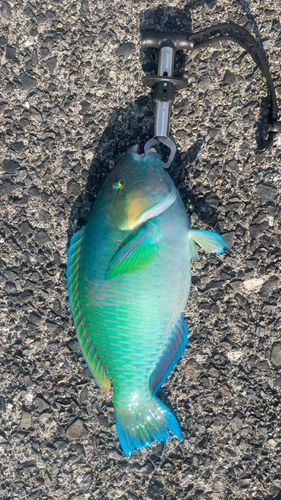 ヒブダイの釣果
